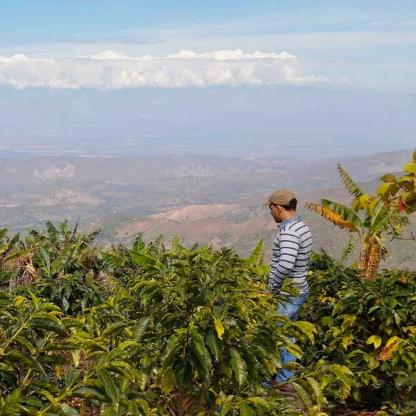 Une ferme de café de spécialité dans la vallée de la Cauca en Colombie